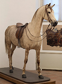 Bild: Cosa-Rara, das (ausgestopfte) Lieblingspferd von König Ludwig II., im Marstallmuseum von Schloss Nymphenburg